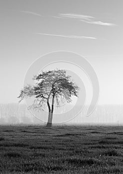 Lone tree against the snowy landscape