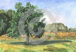 A lone tree against a summer meadow, watercolor painting