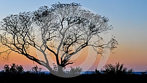 Lone tree against the sunset in Livingstone, Zambia