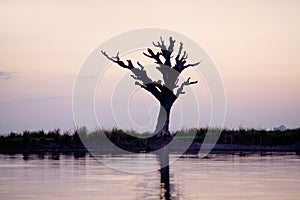 Lone tree in Amarapura, Mandalay Division, Myanmar