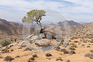 A lone tree in an arid landscape