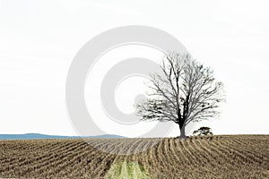 Lone Tree in Autumn Farm