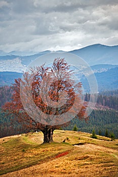 Lone tree in autumn mountains. Cloudy fall scene