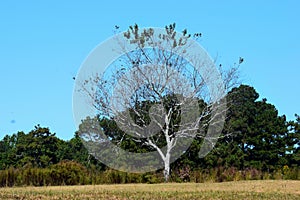 Lone tree in the background at rural Georgia, USA.