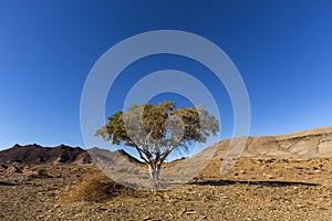 Lone tree in a barren land