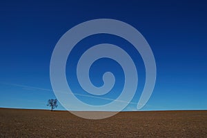 Lone tree in a barren paddock