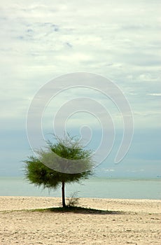 Lone tree on a beach