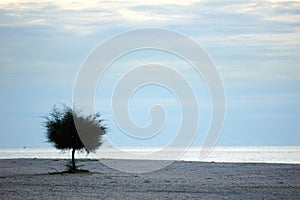 Lone tree on a beach