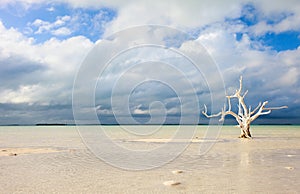 Lone tree at beach