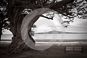 Lone tree ,bench and Volcano