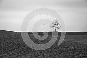 Lone tree black and white