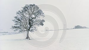 Lone tree in Blizzard
