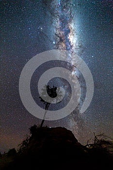 Lone tree bristling in the night breeze under a milky way sky