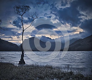 Lone Tree Buttermere Lake District