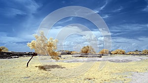 Lone tree casting a shadow on grass under a blue sky