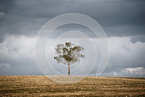 Lone tree at Castro Verde