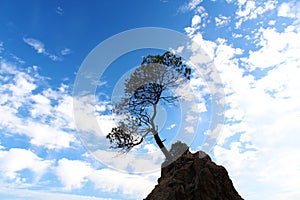 Lone Tree on Cliff with Blue Sky