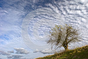 Lone tree and clouds
