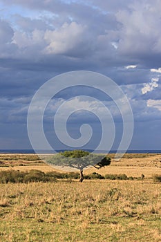 Lone tree, cloudy skies