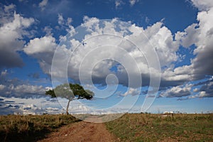 Lone tree and cloudy skies 2