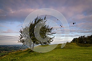 Lone Tree at Coaley Peak