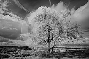 Lone Tree at Coaley Peak