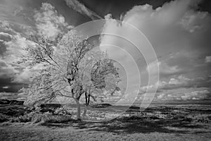 Lone Tree at Coaley Peak, Gloucestershire