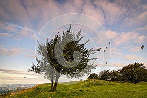 Lone Tree at Coaley Peak with Hot Air Balloons