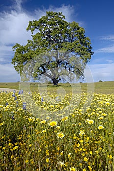 Lone tree and colorful bouquet of spring flowers