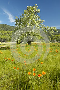 Lone tree and colorful bouquet of spring flowers