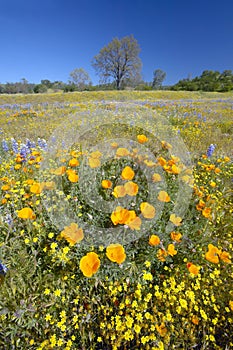 Lone tree and colorful bouquet of spring flowers