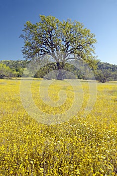 Lone tree and colorful bouquet of spring flowers blossoming off Route 58 on Shell Creek road, west of Bakersfield in CA