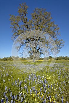 Lone tree and colorful bouquet of spring flowers and purple lupine blossoming off Route 58 on Shell Creek road, West of