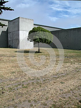 Lone tree & concrete building