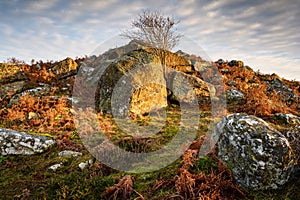 Lone Tree in Corby's Crags