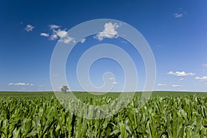 Lone tree in corn field