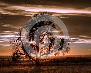 Lone Tree in the Countryside