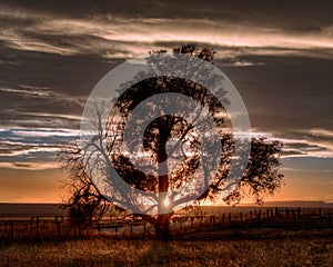 Lone Tree in the Countryside