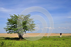 Lone tree in countryside