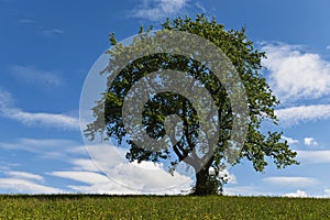 Lone tree in countryside