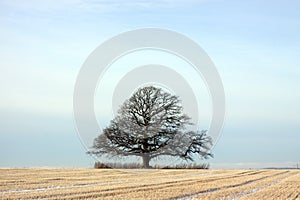 Lone tree in countryside