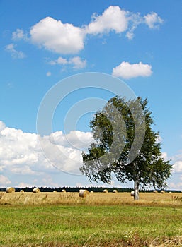 Lone tree in countryside