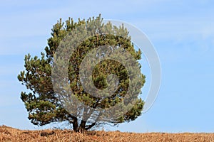 Lone tree in countryside