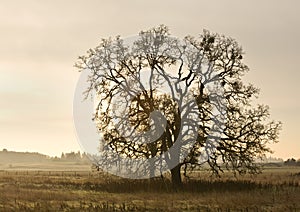 Lone tree in countryside