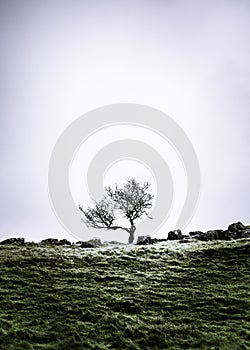 Lone Tree In The Countryside Around Malham Dale In The Yorkshire