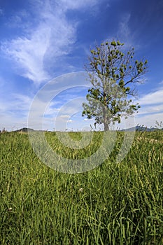 Lone tree in countryside field
