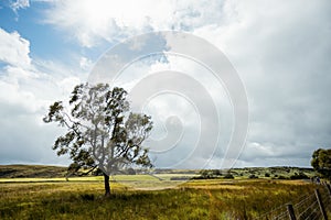 A lone tree in the County Durham countryside on a summer day with green rolling hills and dramatic clouds