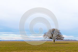 Lone tree on a crop field. Beautiful countryside landscape