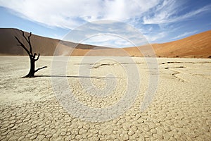 Lone Tree in Deadvlei