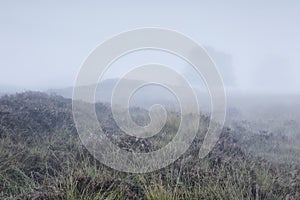 Lone tree in dense fog on hill